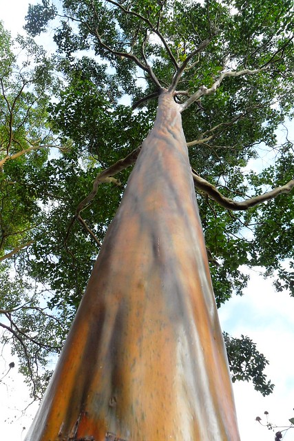 Plantas da Amazônia